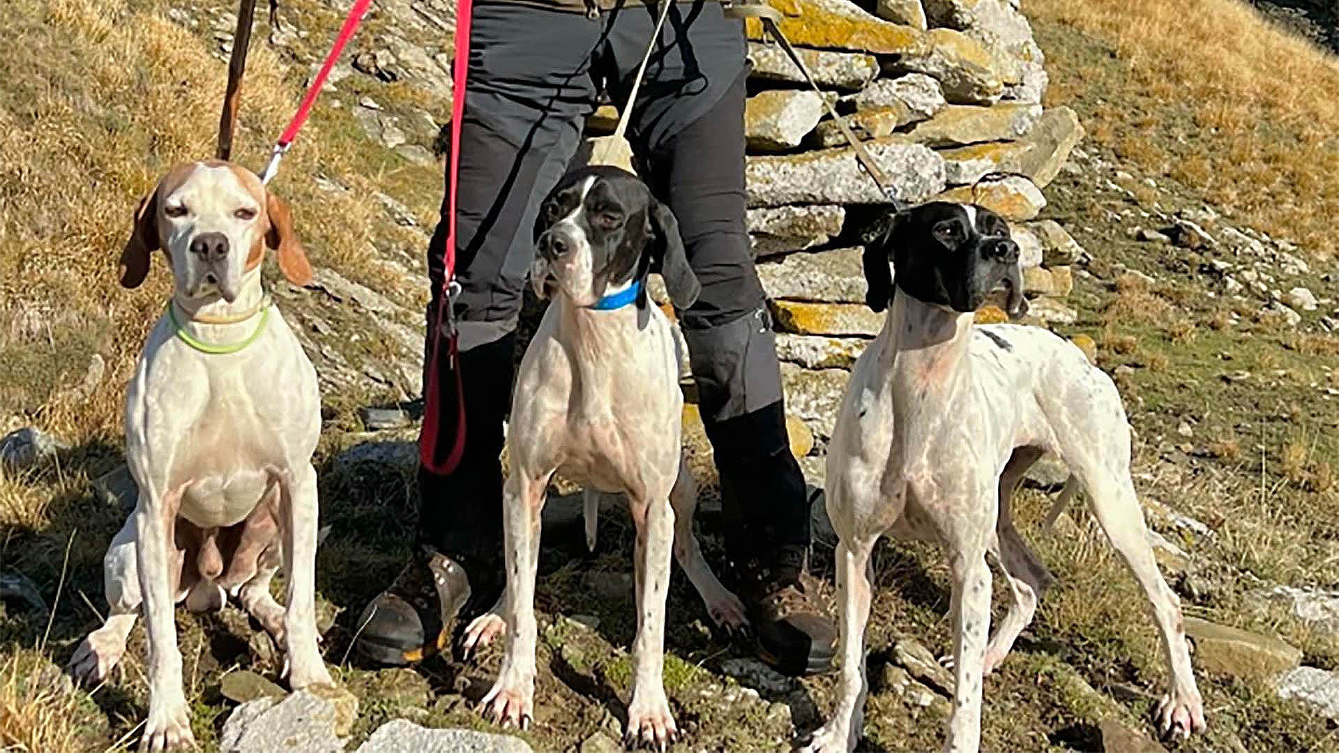 Un cane da ferma, soprattutto se caccia con il cervello, sa perfettamente come modulare l’andatura in rapporto all’ambiente, al selvatico e alle specifiche circostanze del momento. Il cane che abbandona l’emanazione del selvatico presente e riprende la sua corsa è il frutto avvelenato di una selezione zootecnica sbagliata