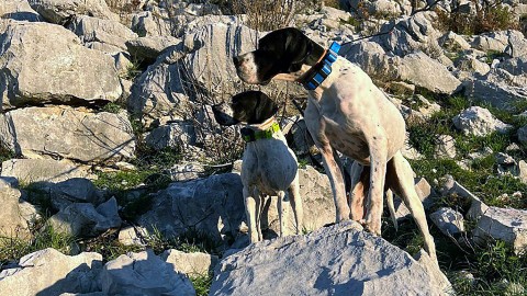 Caccia con il cane da ferma: il pointer da montagna