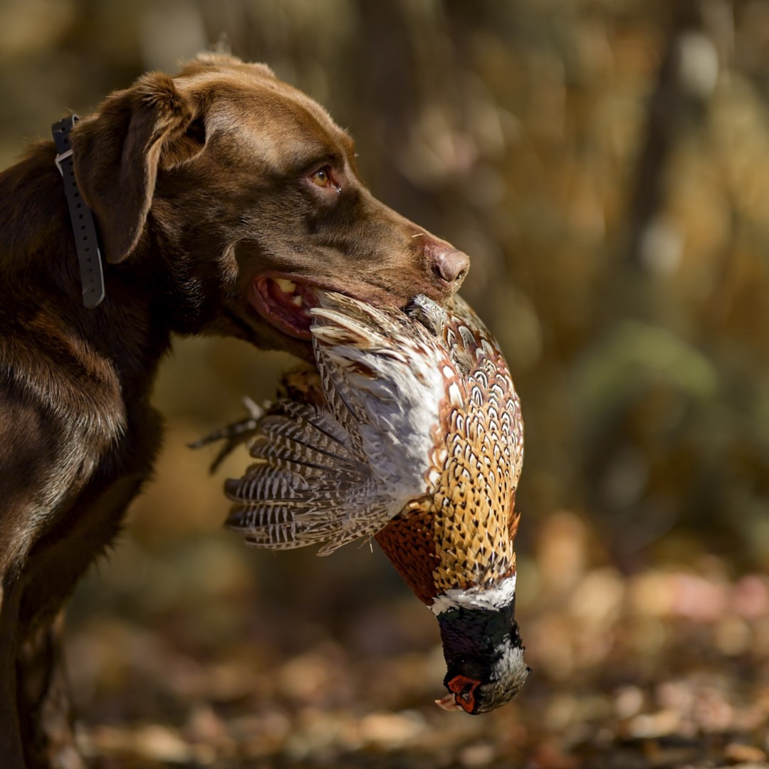 Ogni cacciatore poteva contare sull'assistenza di un retriever che ha provveduto alla raccolta dei fagiani colpiti