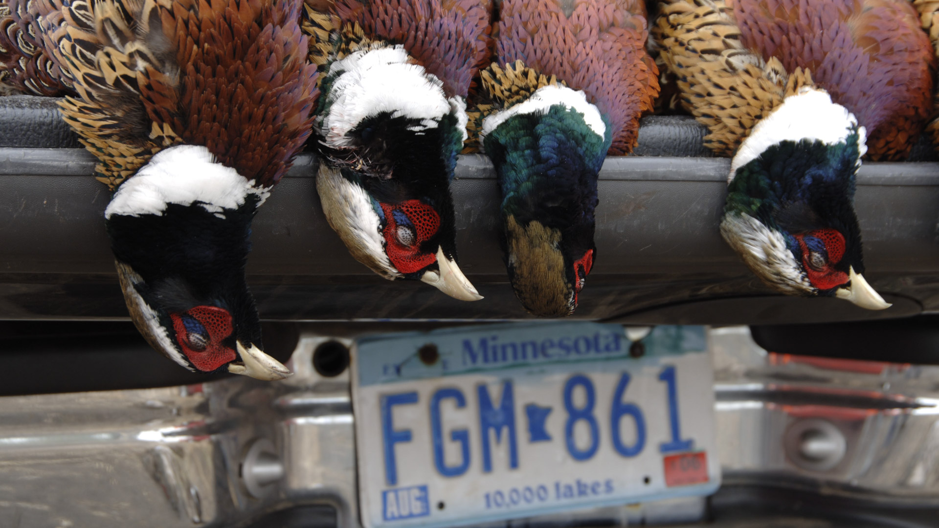 Nel vastissimo continente americano sono praticate svariate forme di caccia, da quelle alla piccola selvaggina stanziale (nella foto un carniere ottenuto dall'autore nel Sud Dakota in occasione della Invitational Pheasant Hunt offerta dal Governatore dello Stato) ai plantigradi