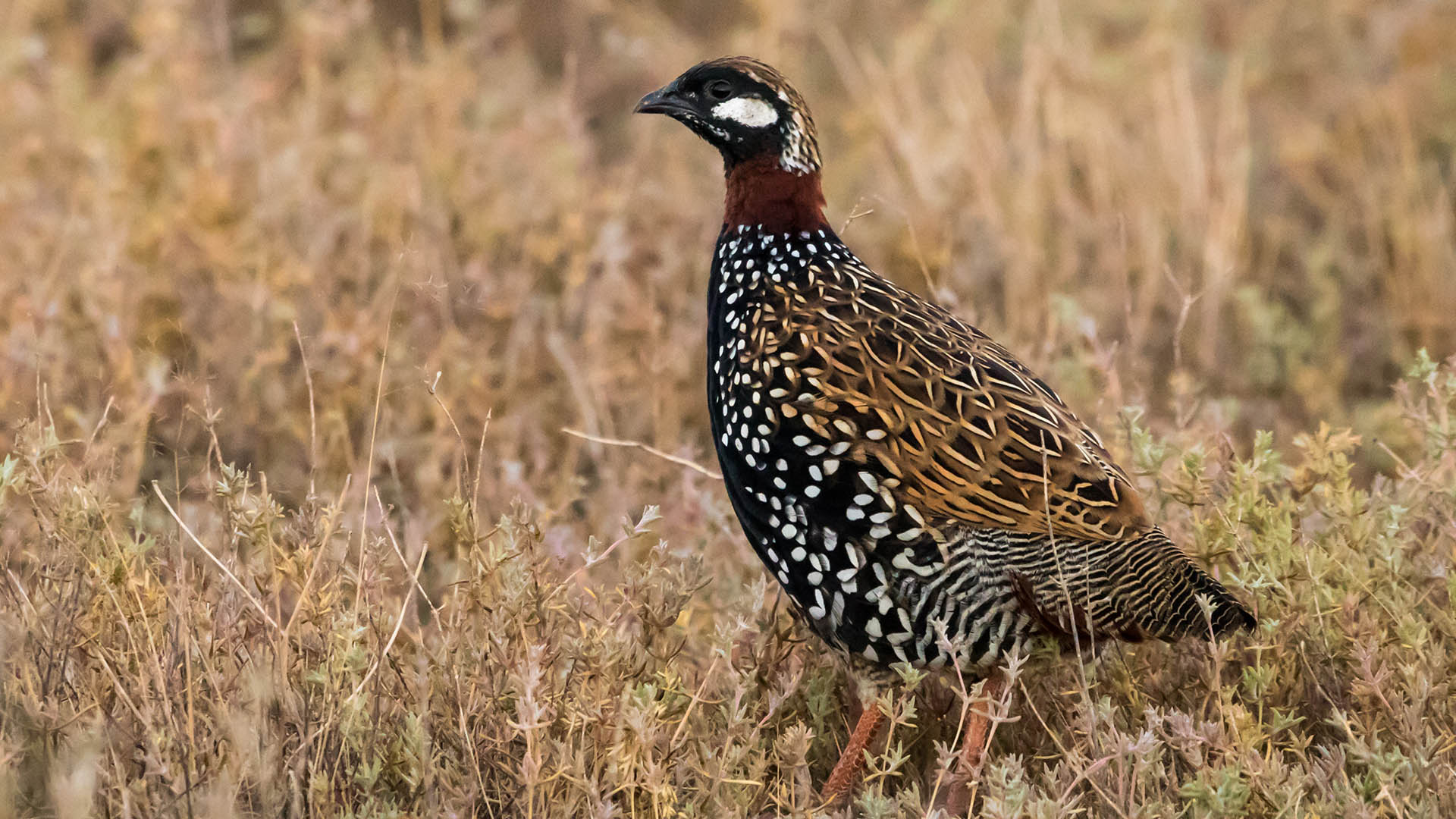 Il francolino nero, specie appartenente all’ordine dei galliformi, è ormai estinto nel Mediterraneo occidentale ma è stato a lungo presente anche in Italia. Fotografia scattata in Azerbaijan