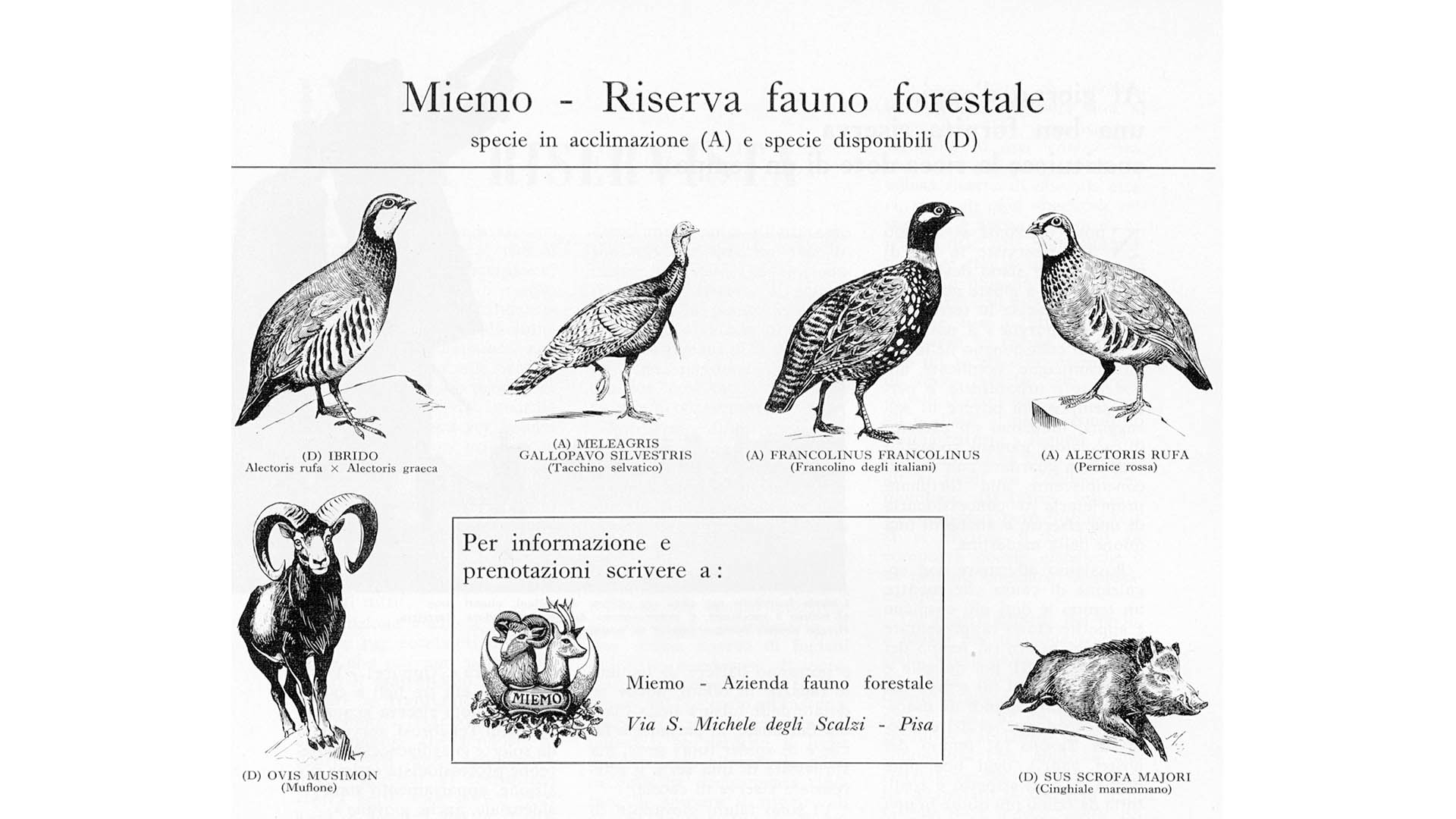 La ricerca dell'autore prende le mosse da una curiosa pubblicità scoperta su una rivista venatoria degli anni Sessanta del Novecento