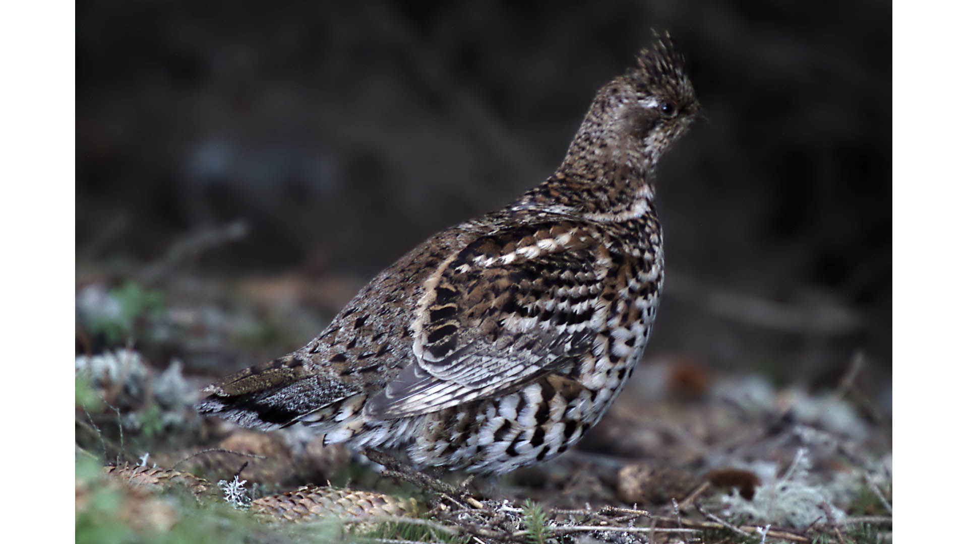 La specie oggetto di questa ricerca non va confusa con il francolino di monte