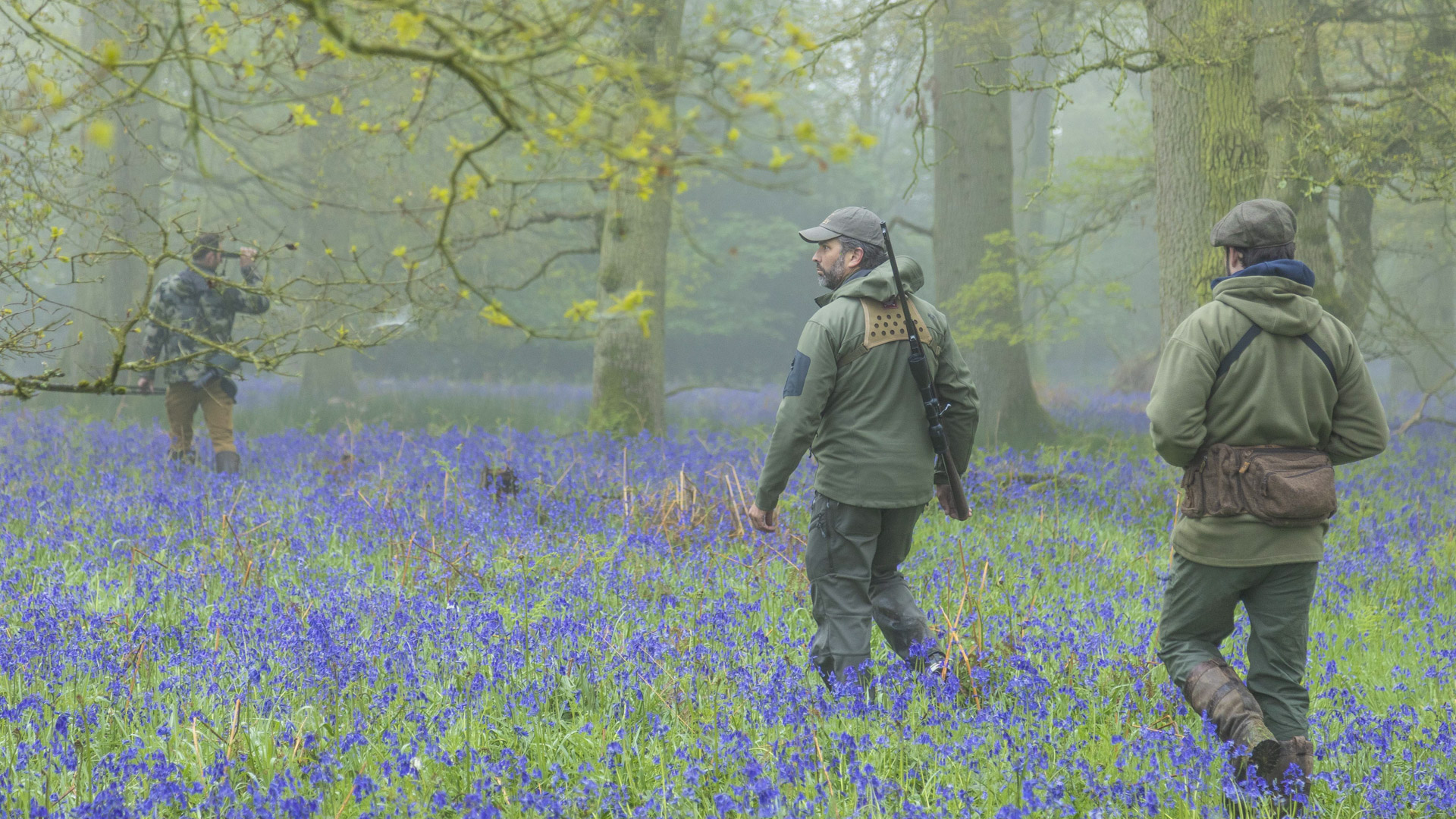 A maggio, nell'Oxfordshire, si cacciano caprioli e muntjac su prati ricoperti di giacinti