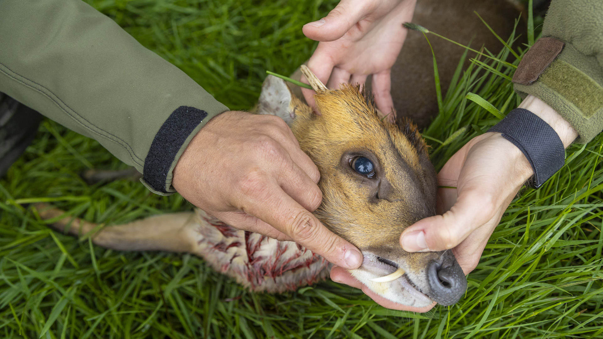 Il muntjac (più desueto l'italiano muntìaco) costituisce, insieme al cervo dal ciuffo (Elaphodus cephalophus), la tribù dei Muntiacini. Ha dimensioni relativamente piccole, è caratterizzato da palchi piuttosto semplici, a una o due punte, ed è munito di canini superiori che fuoriescono dalla bocca, leggermente piegati verso l'esterno. Specie originaria dell’Asia meridionale e orientale, a differenza di altri cervidi non ha una distinta stagione riproduttiva