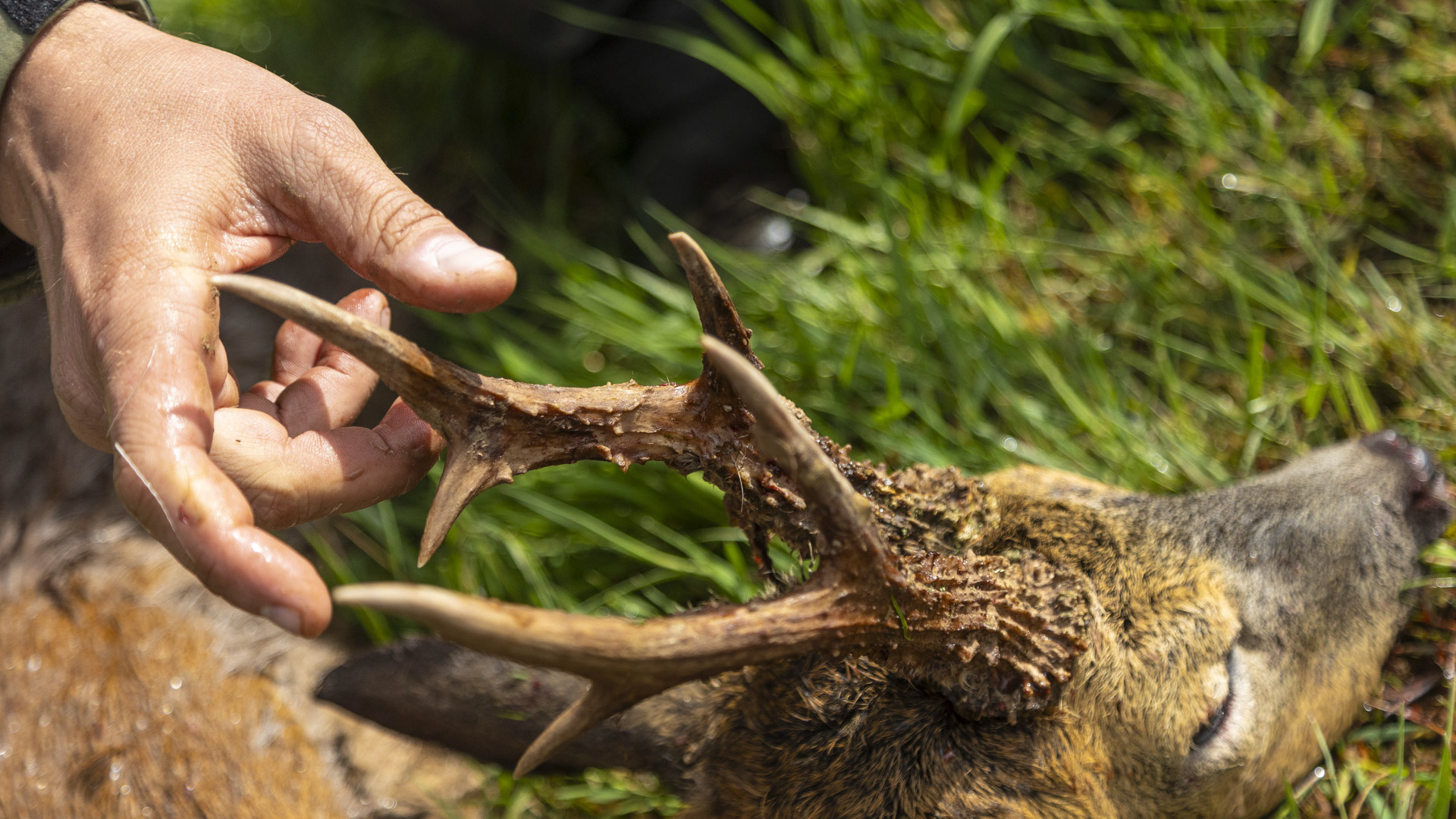 Si discute molto anche in Inghilterra sul ruolo chiave del cacciatore, che agisce come custode della terra in cui vive e degli animali che caccia. Preservarli, conservarli e proteggerli significa anche effettuare accurati prelievi selettivi