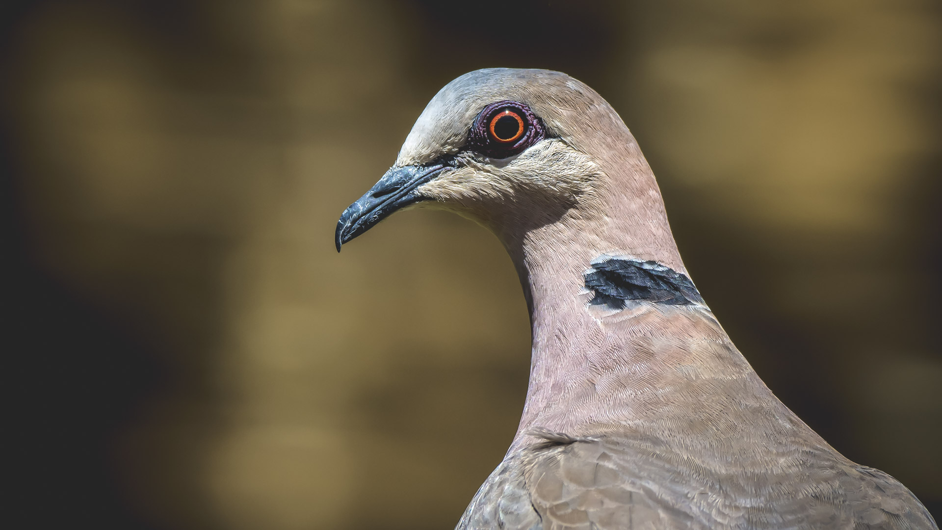 Le tortore dagli occhi rossi e il piccione selvatico sono originari del Sudafrica e volano tra i centri abitati e le loro zone di alimentazione