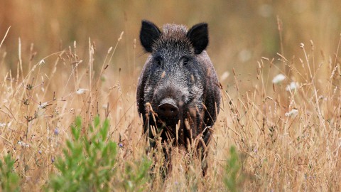 Peste suina africana: parla il commissario straordinario