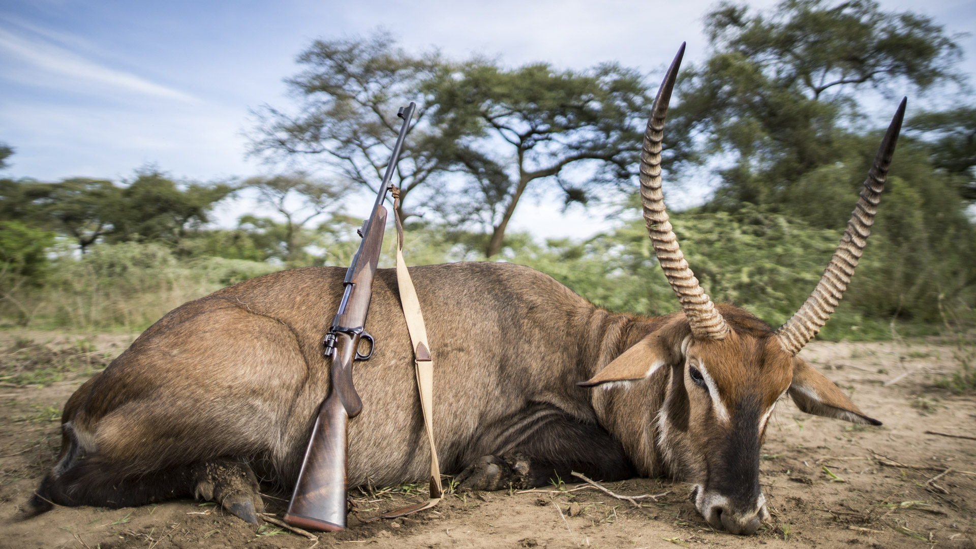 L'ultimo giorno di caccia ha offerto la possibilit di prelevare un defassa waterbuck (antilope defassa)