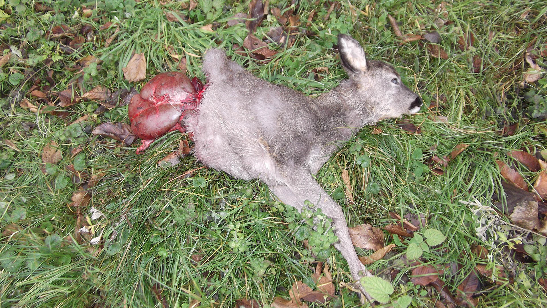 La predazione del lupo ha influssi importanti sulla zootecnia. Ma non solo. I casi di aggressione sull'uomo cominciano a farsi frequenti in tutta Europa e a preoccupare