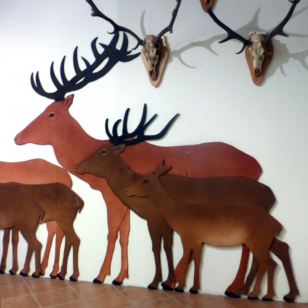 Presso il Museo del cervo sardo di Cagliari, un grafico rappresenta le principali differenze della sottospecie rispetto al cosiddetto cervo nobile