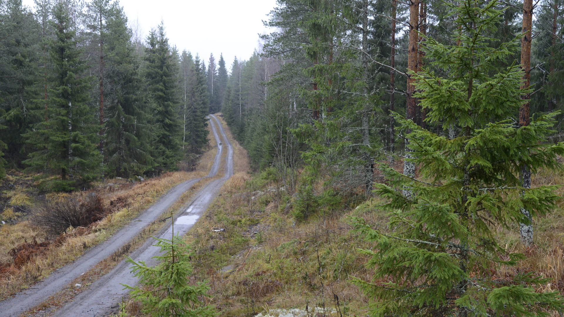 Novembre per la Finlandia  il mese pi piovoso. Le temperature sono per risultate miti, decisamente superiori alla media