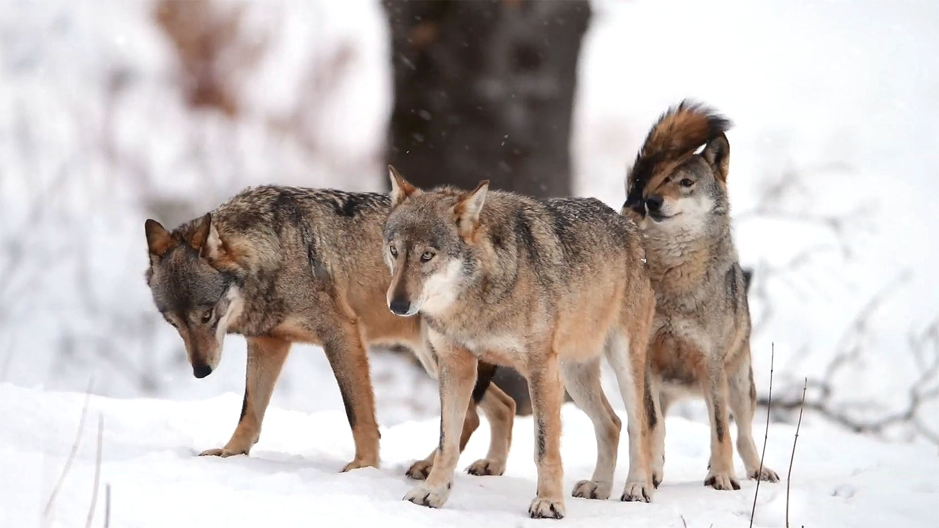 Il lupo fa discutere quando entra in conflitto con le attivit umane. Nella fotografia, tre esemplari di canis lupus ripresi nel Parco nazionale d'Abruzzo