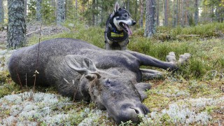 Cacciare l'alce in Svezia, un esempio di gestione