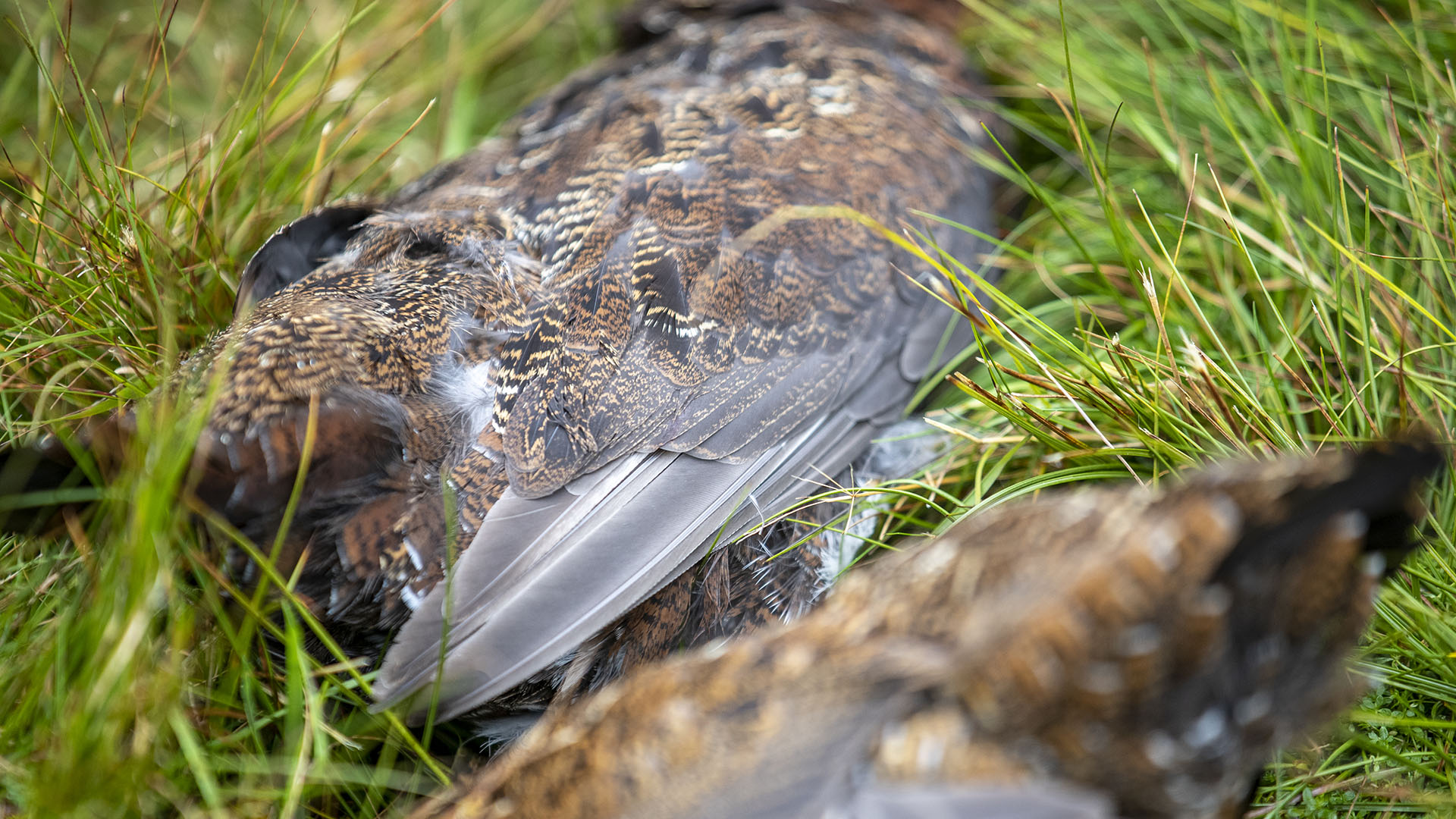 La grouse  una specie che caratterizza l'immaginario legato alla caccia in Scozia. Interventi di miglioramento dell'habitat permettono di conservare una buona popolazione della pregiata pernice