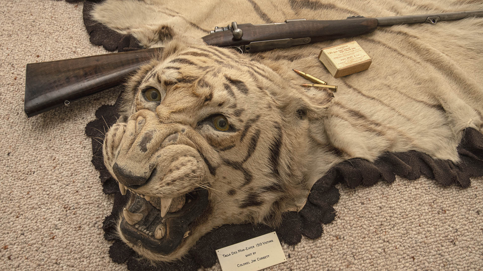 Il trofeo della tigre di Talla Des, tassidermizzato da Van Ingen,  conservato nella casa di un discendente di un amico d'infanzia di Jim Corbett