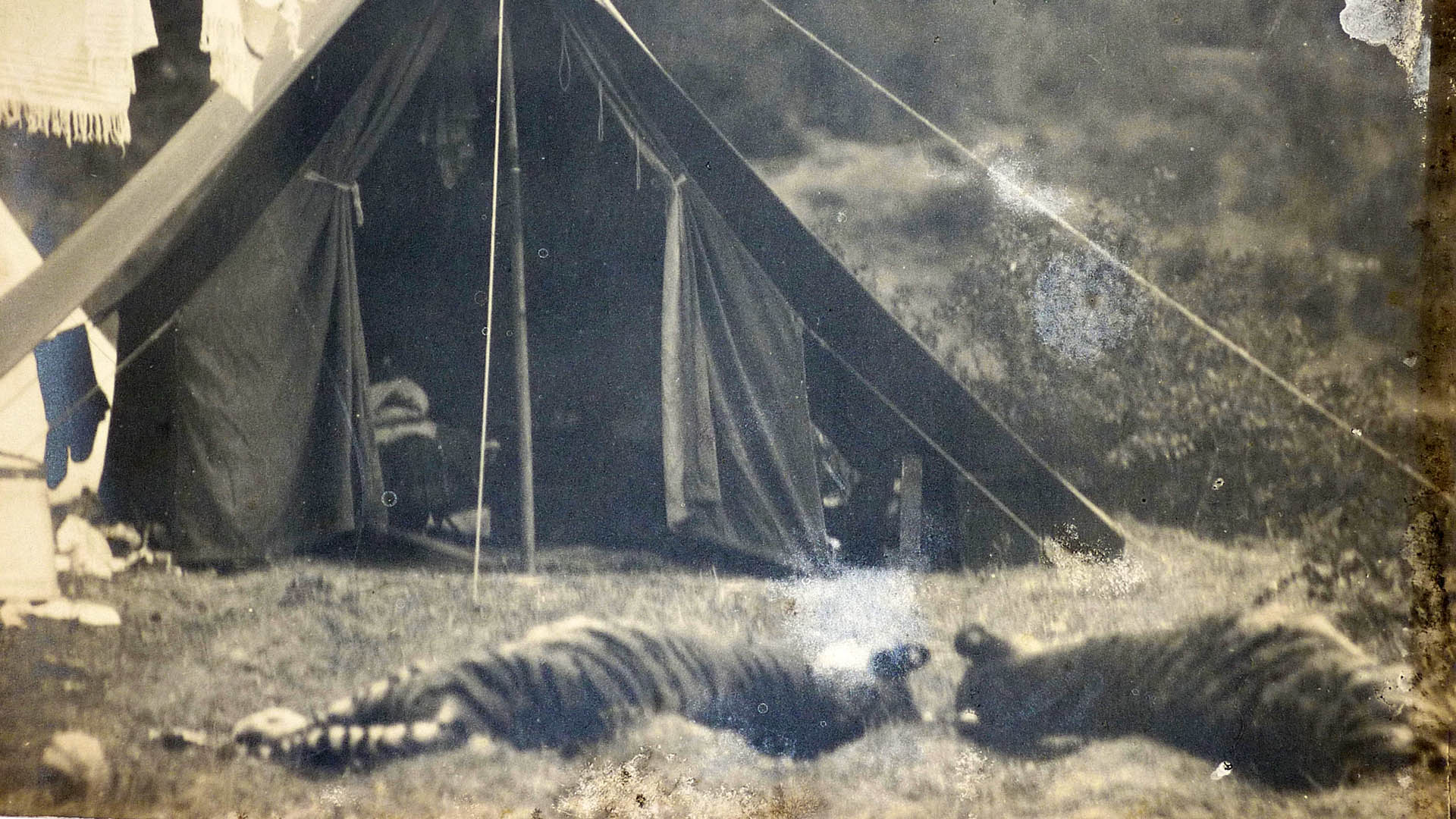 I due piccoli, prelevati da Corbett il primo giorno della sua spedizione nel 1929