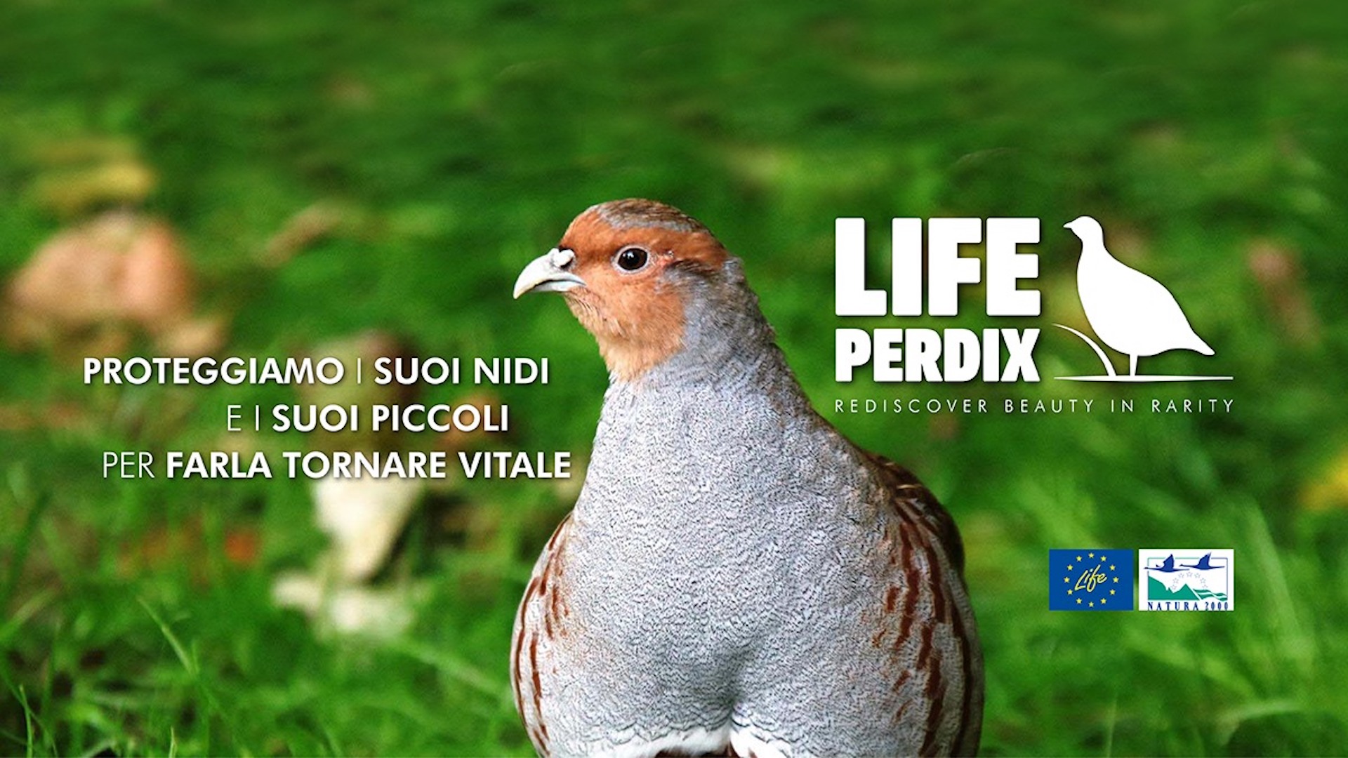 Il progetto ha come obiettivo il recupero della Starna italica (Perdix perdix italica) e la sua reintroduzione nella Valle del Mezzano.
