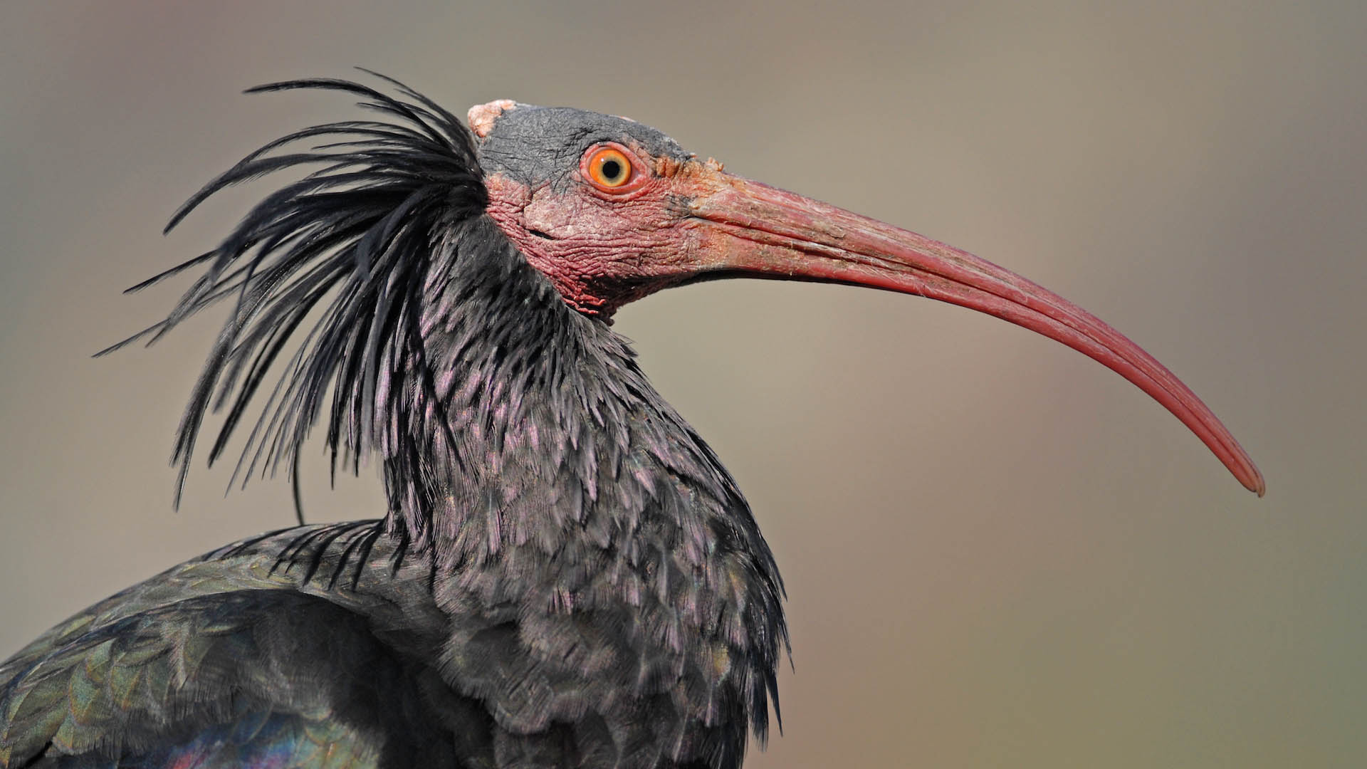 L'ibis eremita  oggetto di un interessante progetto di reintroduzione europeo portato avanti dal gruppo austriaco Waldrappteam Conservation & Research