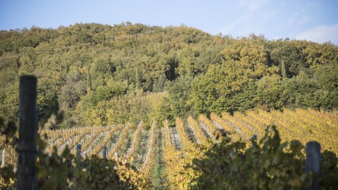 La gestione faunistica pu essere parte dell'attivit agricola?