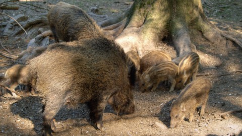 Peste suina africana, cambiano ancora le zone di restrizione