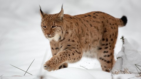 Il silenzioso ritorno della lince