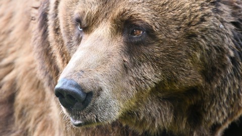 Il Trentino vuole abbattere met degli orsi