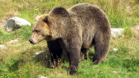 La colpa  dell'uomo, non certo dell'orso