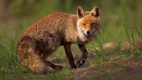 La fauna va gestita, anche l'alluvione di questi giorni ce lo impone