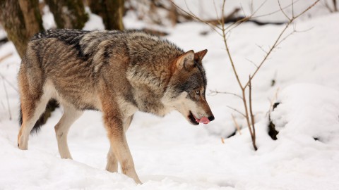 Bolzano varer una legge per abbattere i lupi