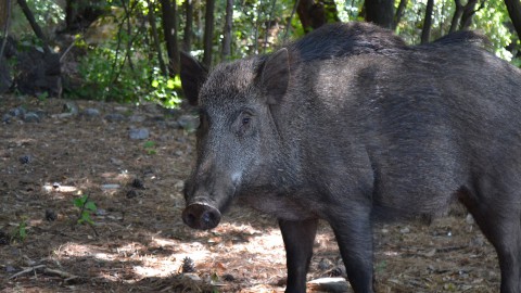 Gli animalisti contro il commissario Caputo