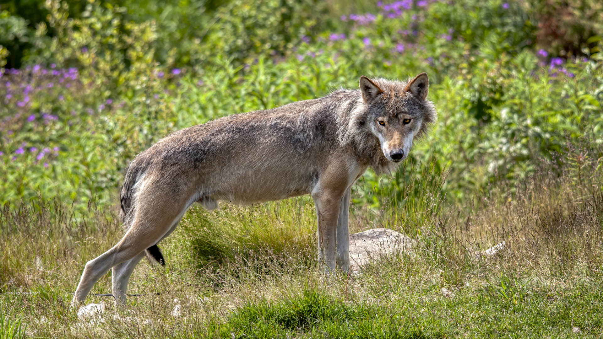 Il numero crescente di lupi rappresenta un serio problema soprattuto per le regioni di montagna