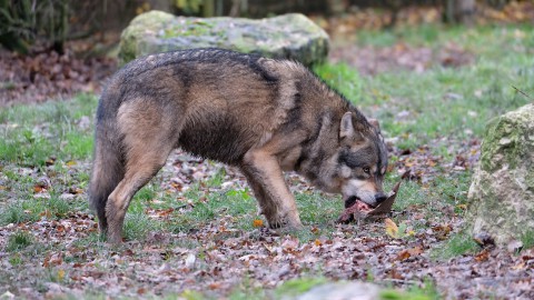 Il Piemonte scrive al ministro per sollecitare il controllo del lupo