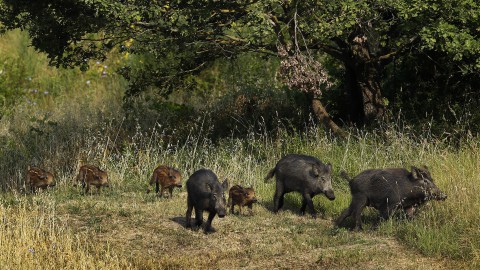 Pubblicato in Gazzetta ufficiale il Piano straordinario gestione fauna