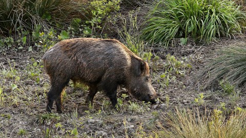 Lombardia, un bando di 2,2 milioni per contrastare la peste suina