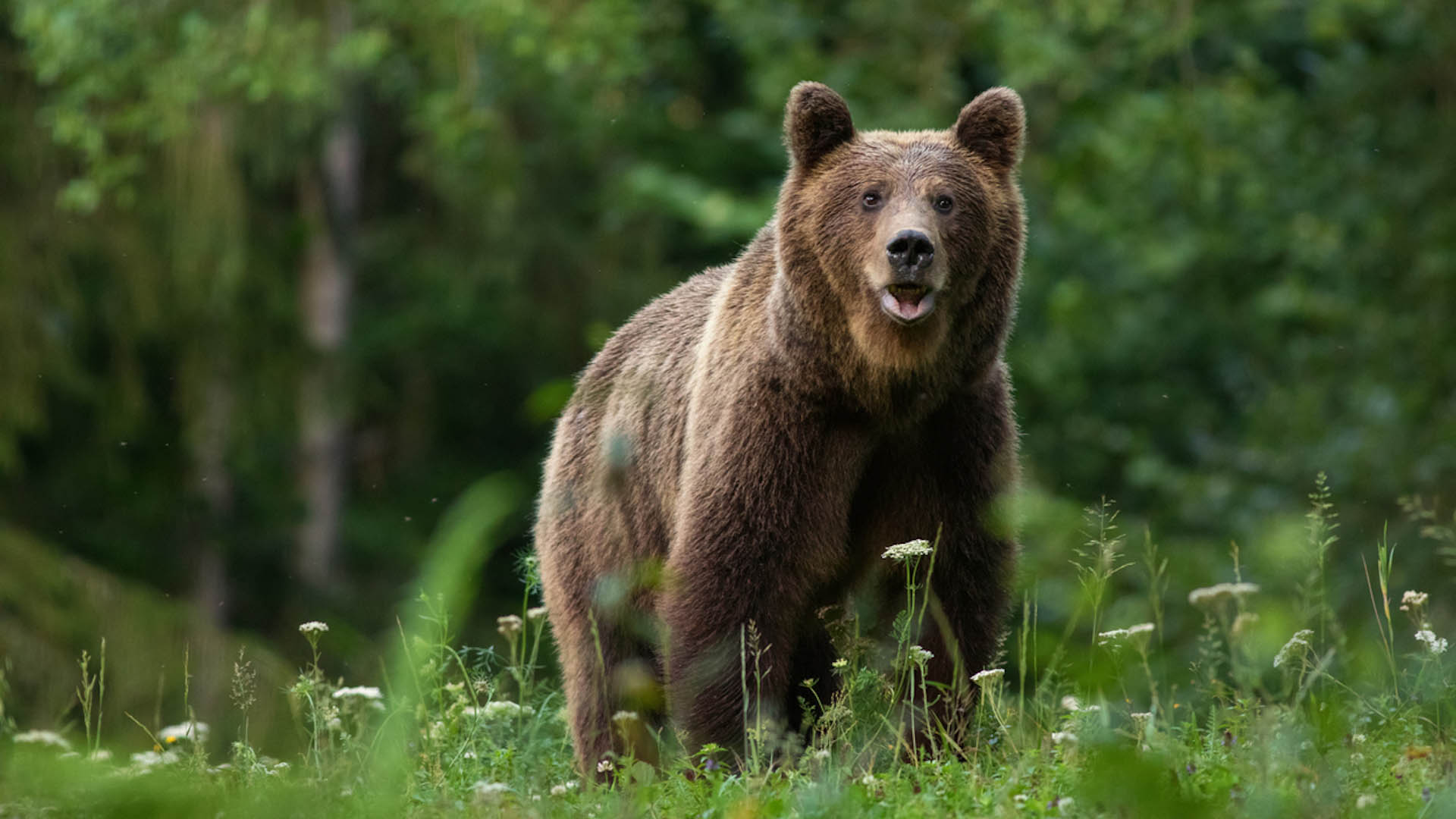 L'orsa JJ4  detenuta al centro Casteller di Trento in seguito all'aggressione mortale ai danni di un uomo