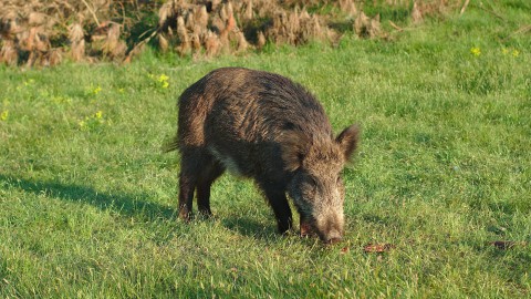 Danni da cinghiale: pronta la class action contro la Regione Lazio