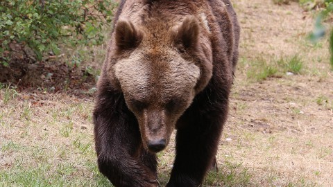 Trentino: la poltica propone di decimare gli orsi