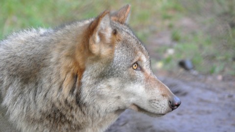 Abbattuto il primo lupo in Tirolo
