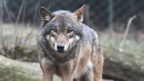 Per la prima volta nel nostro paese saranno abbattuti due lupi