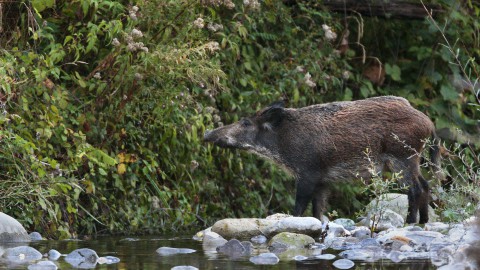 La Peste suina avanza in Lombardia