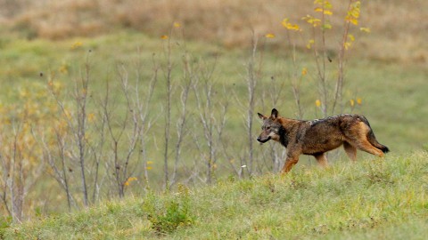 Predazioni da lupo, un chiarimento dal Parco dello Stelvio