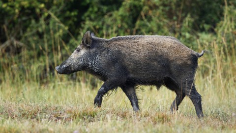 Psa: serviranno tre anni per debellare la malattia