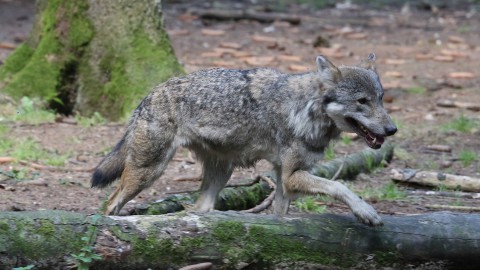 Abbattimento lupi: il Tar boccia gli animalisti