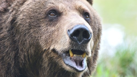 Gli orsi continuano ad aggredire le persone e Fugatti ci riprova