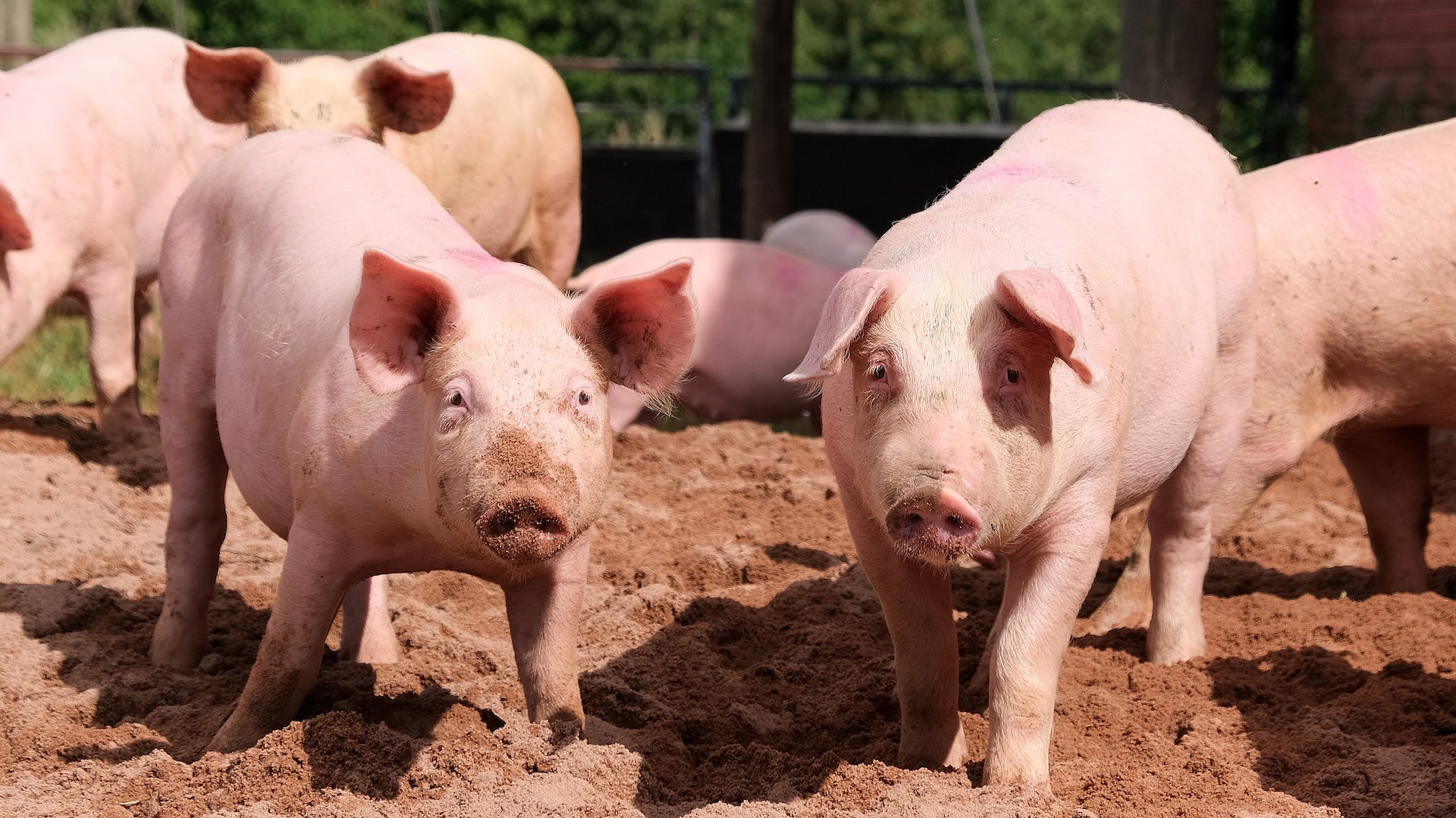 Per settimane gli animalisti hanno impedito agli ufficiali veterinari di entrate nella stuttura per abbattere i maiali presenti