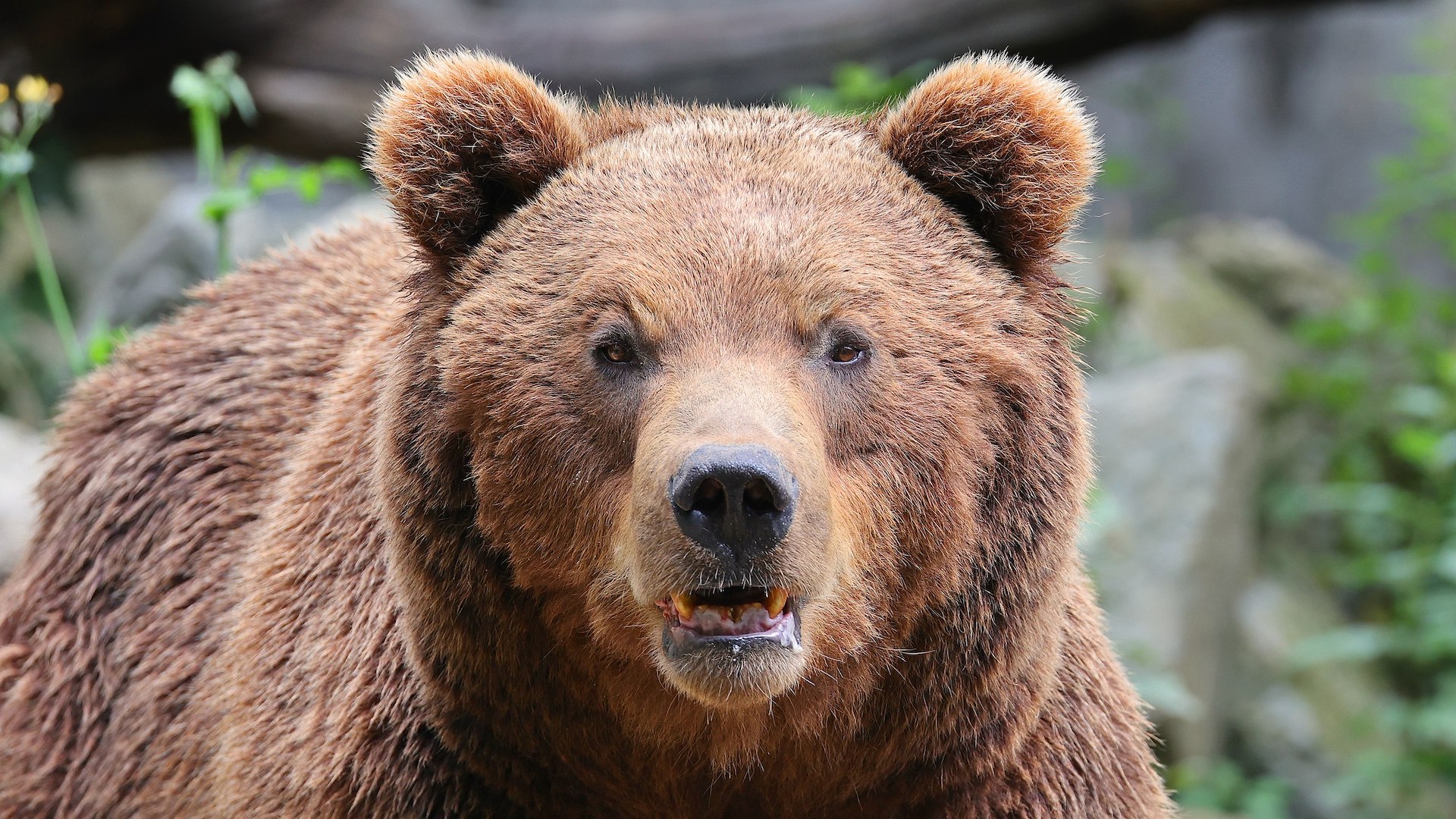L'orsa si era resa responsabile negli scorsi mesi di due aggressioni nei confronti di essere umani