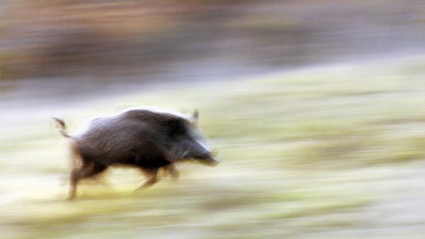 Interferisce con azioni di controllo del cinghiale e viene condannata