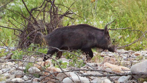 Peste suina: trovato un cinghiale positivo nel Parco del Ticino