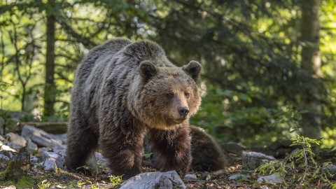 In Trentino gli orsi intoccabili continuano a morire